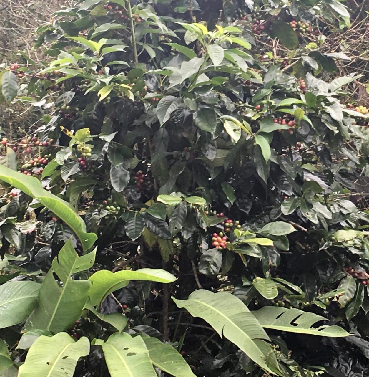 Finca Caramelo Boquete Exterior photo